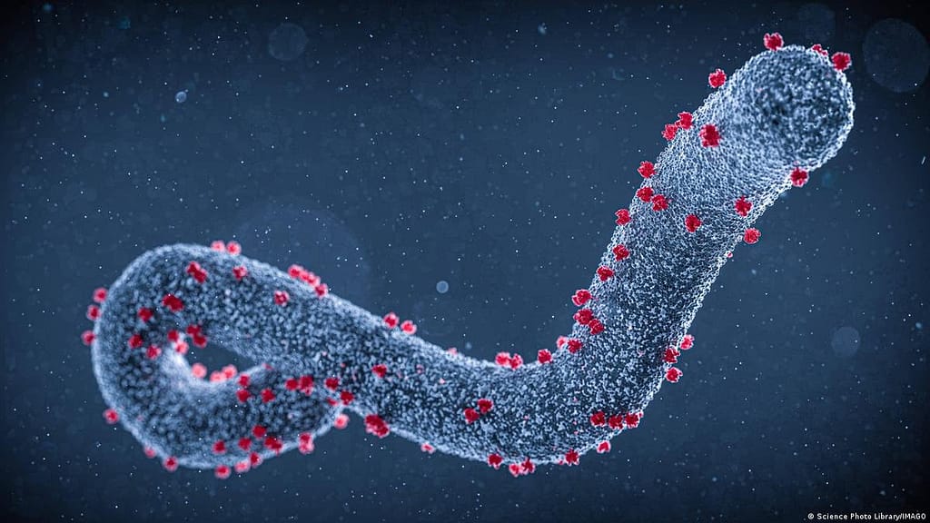 Marburg Virus Claims 20 Lives in Equatorial Guinea