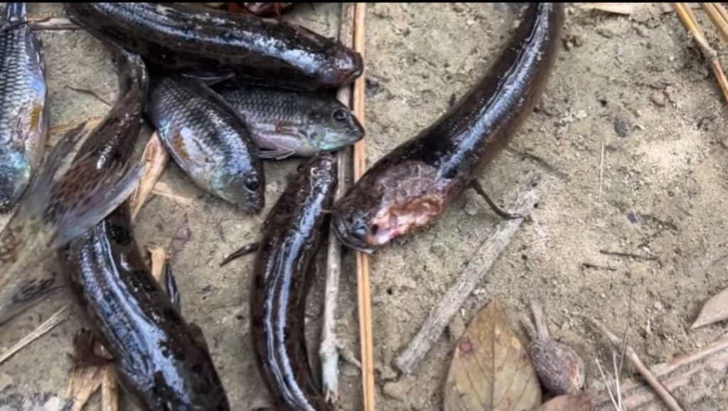 gov’t shuts down fishing in ellembelle after deadly fish disease hits rivers (2)