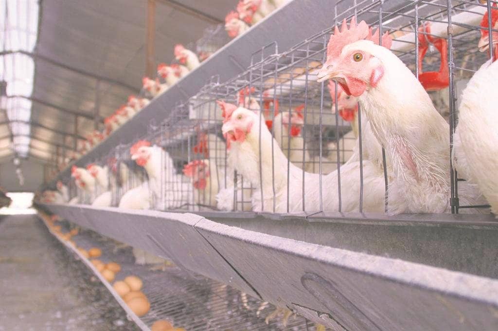 Gov’t Eyes 50% Drop in Poultry Imports with New Agri Push