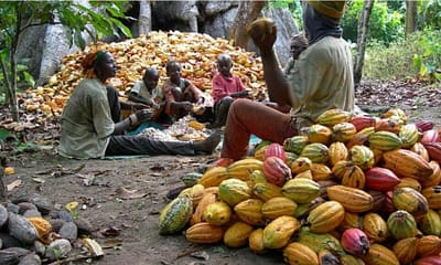 Weak Cocoa Harvest and Inflation Risks Could Derail Ghana’s Economic Outlook, IMF Warns