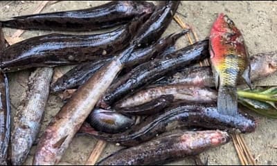 gov’t shuts down fishing in ellembelle after deadly fish disease hits rivers