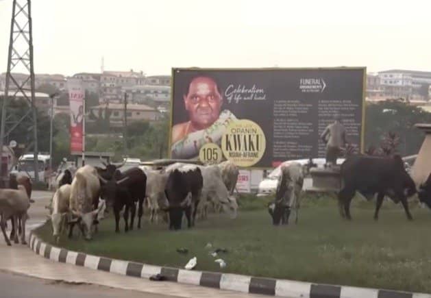 Stray Cattle Will Be Slaughtered and Served to Prisoners : Kumasi Mayor