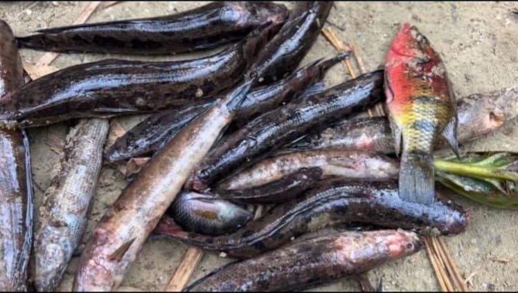 gov’t shuts down fishing in ellembelle after deadly fish disease hits rivers