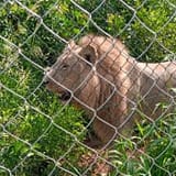 Accra Zoo Lion Devours Middle-aged Man