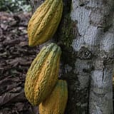 Ghana Maintains Cocoa Price for 2025/2026, Stays Steady Amid Côte d’Ivoire Increase