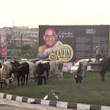 Stray Cattle Will Be Slaughtered and Served to Prisoners : Kumasi Mayor