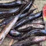 gov’t shuts down fishing in ellembelle after deadly fish disease hits rivers